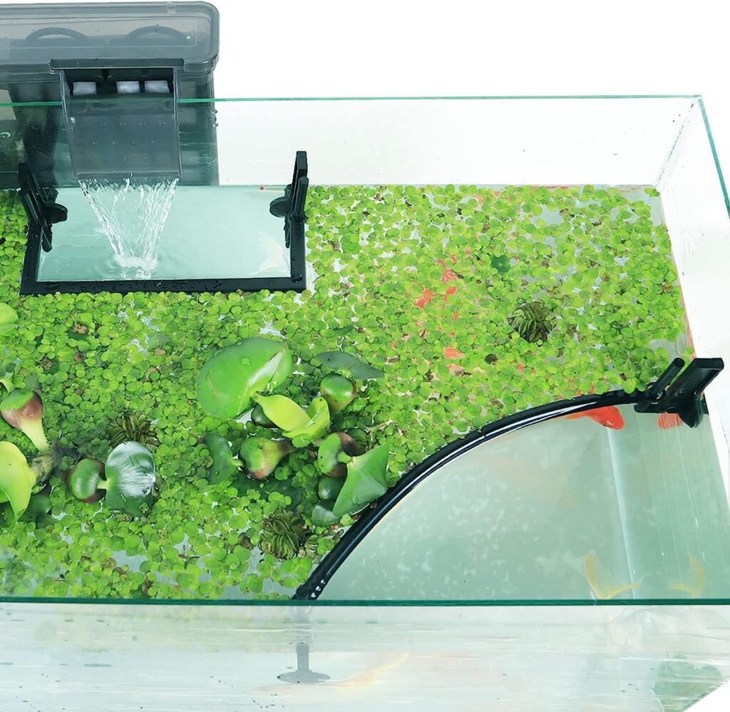 Can you grow Pothos in an aquarium