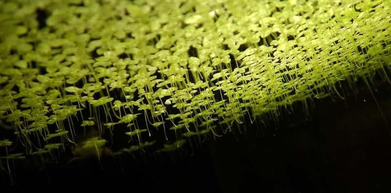 How fast does duckweed grow - from below