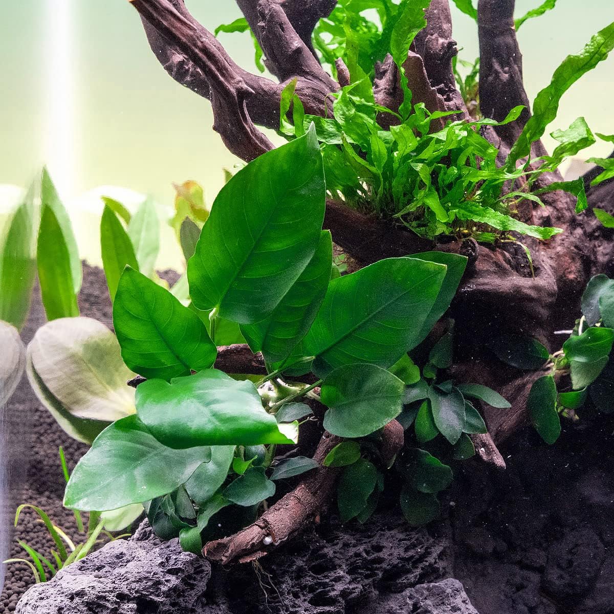 How much light does anubias need?