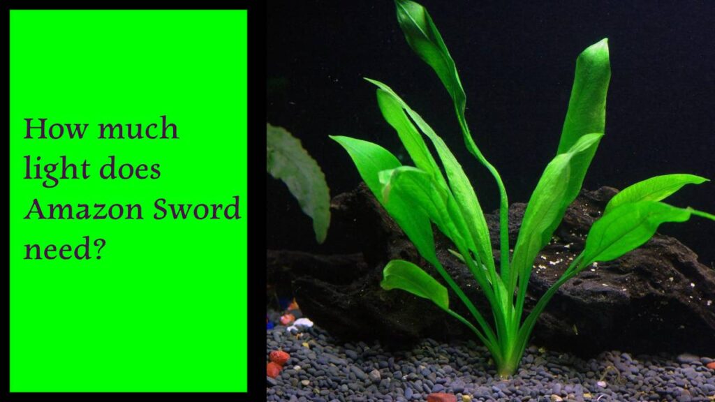 How much light does Amazon Sword Need?